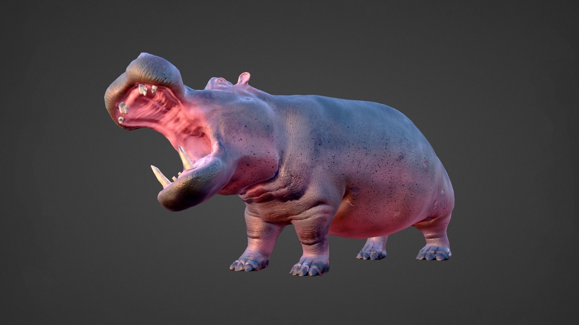 Hippo - Rigged  Low-poly 3D model_12