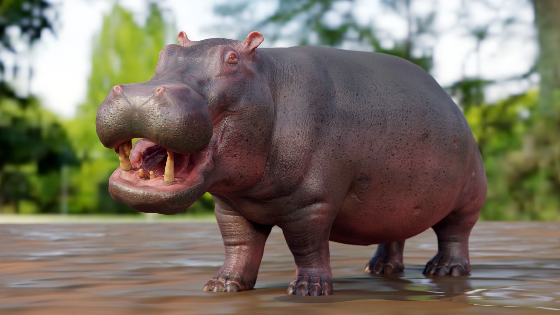 Hippo - Rigged  Low-poly 3D model_3