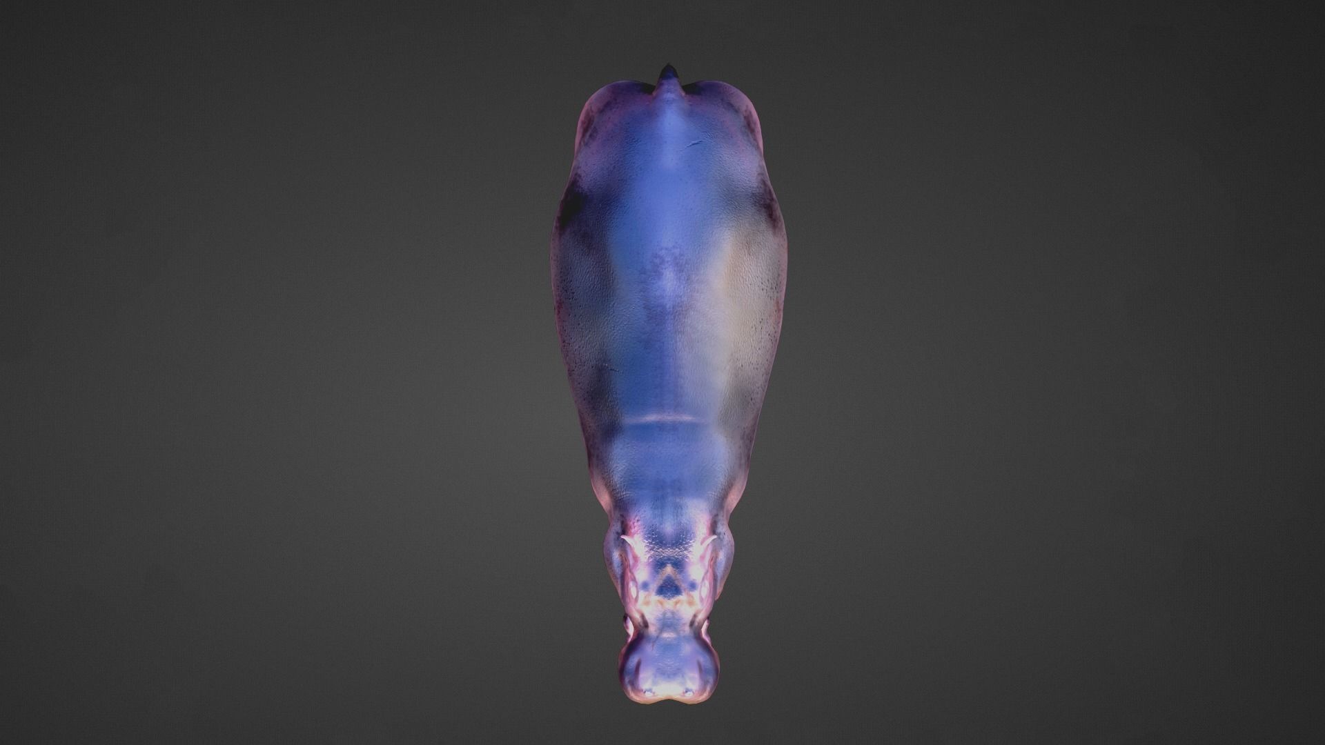 Hippo - Rigged  Low-poly 3D model_8