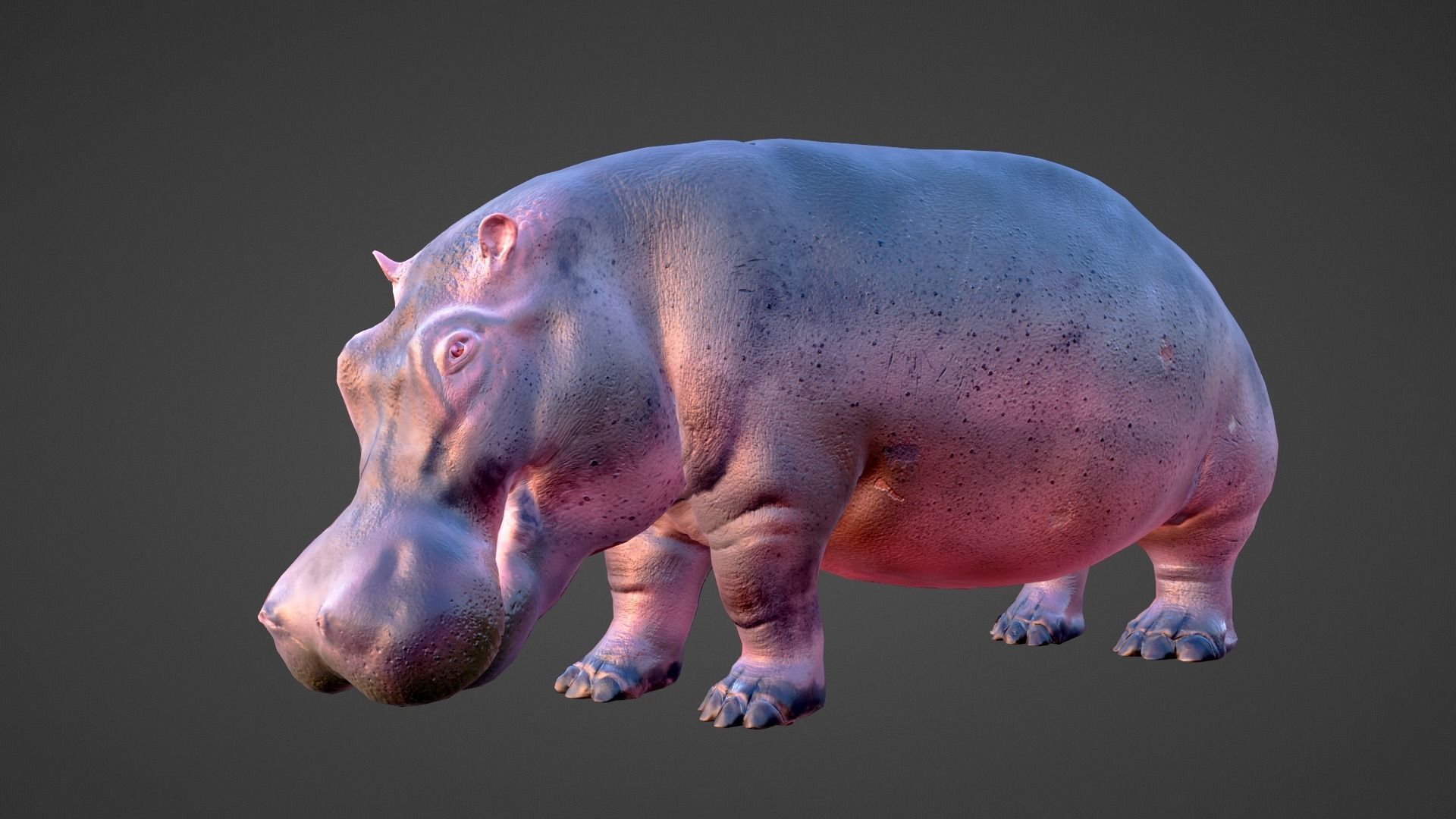Hippo - Rigged  Low-poly 3D model_6