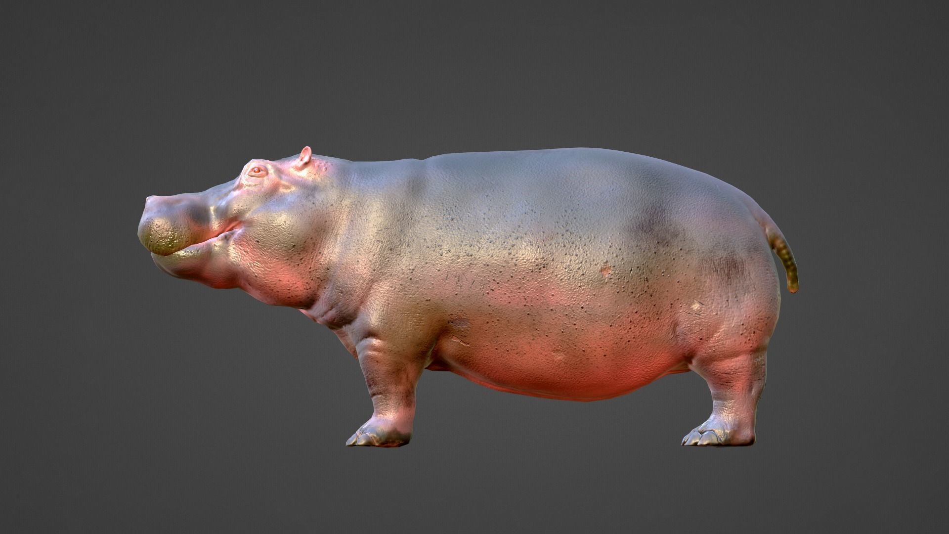 Hippo - Rigged  Low-poly 3D model_4