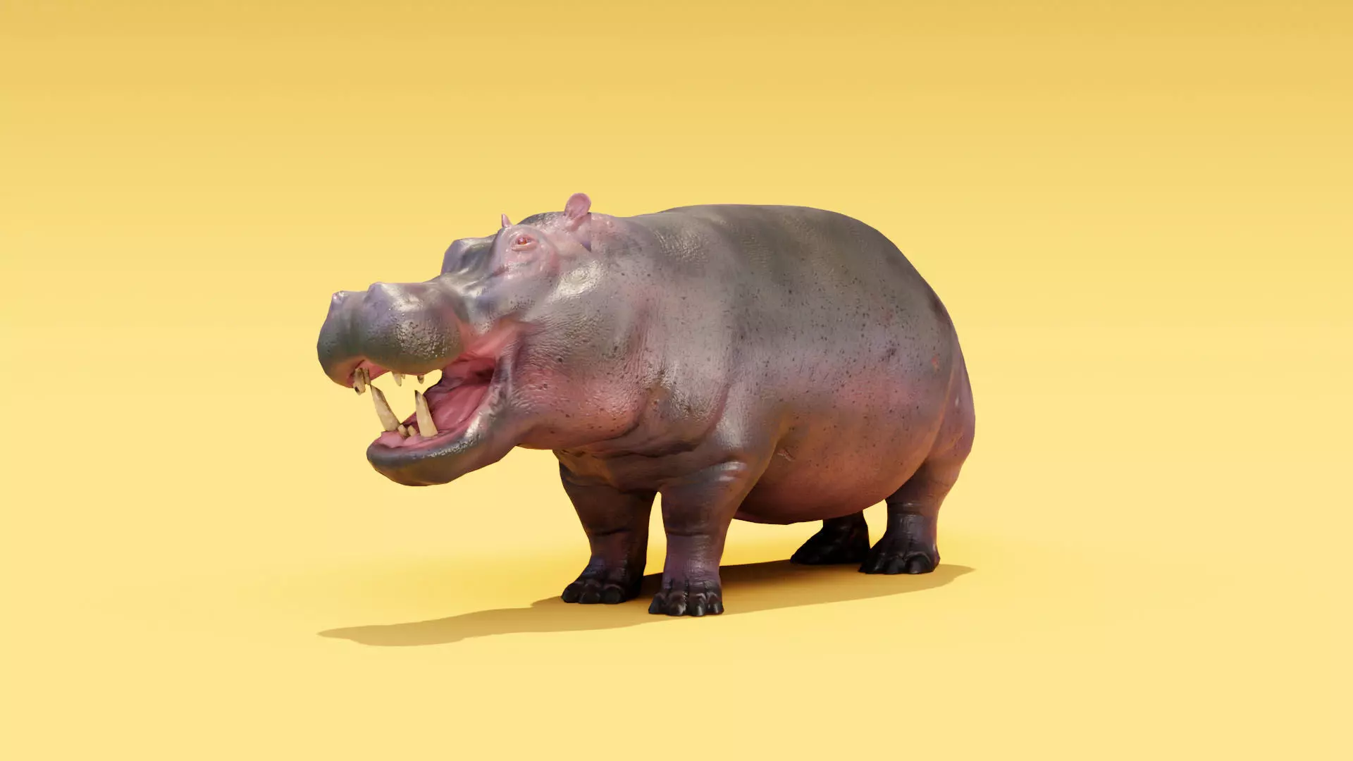 Hippo - Rigged  Low-poly 3D model_0
