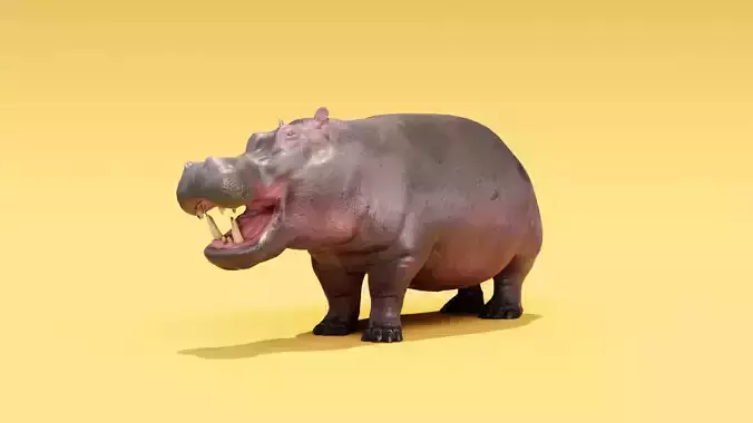 Hippo - Rigged  Low-poly 3D model