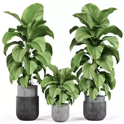 Plants collection 927 3D model