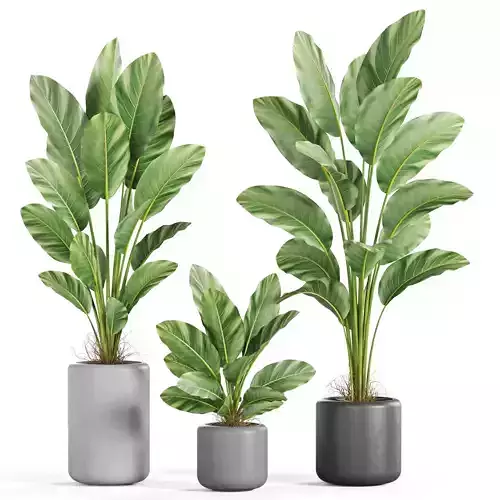 Plants collection 928 3D model