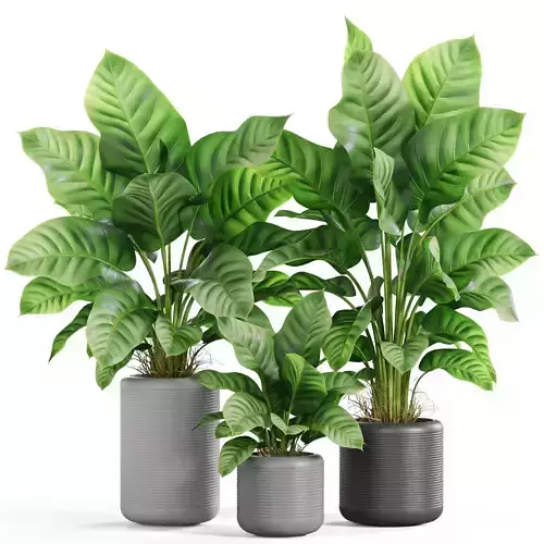Plants collection 929 3D model