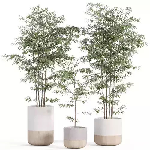 Plants collection 930 3D model