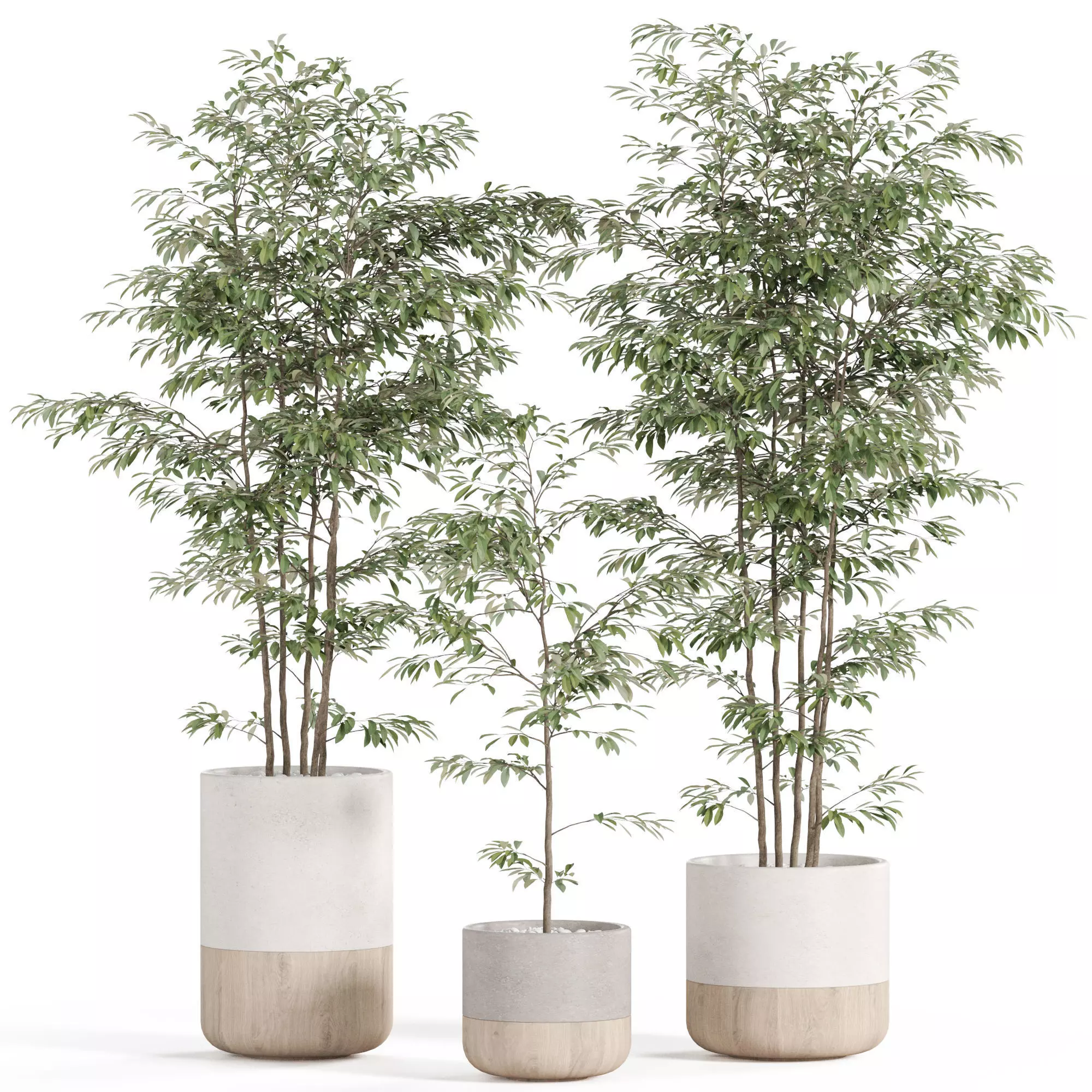 Plants collection 930 3D model