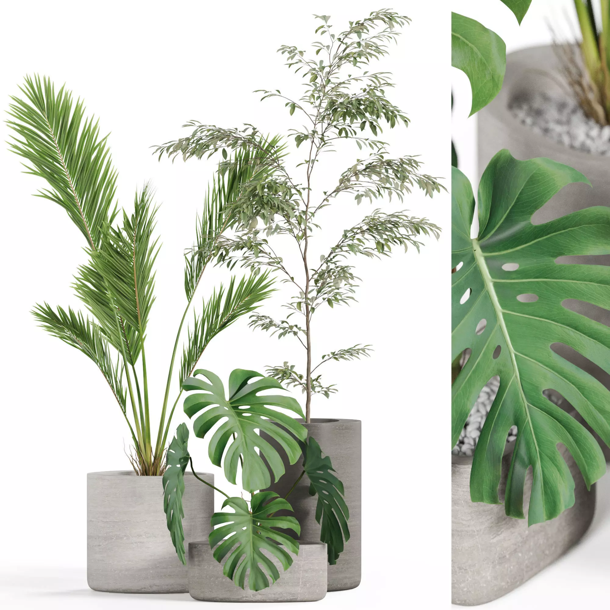 Plants collection 932 3D model