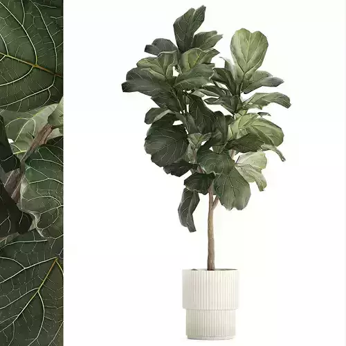 Beautiful Ficus lyrata trees in flowerpots 1269