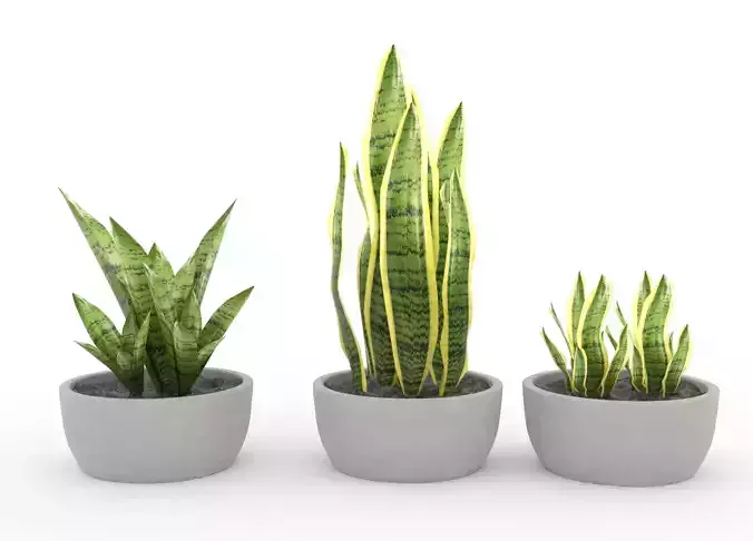 Snake plant 3d Model Low-poly 3D model