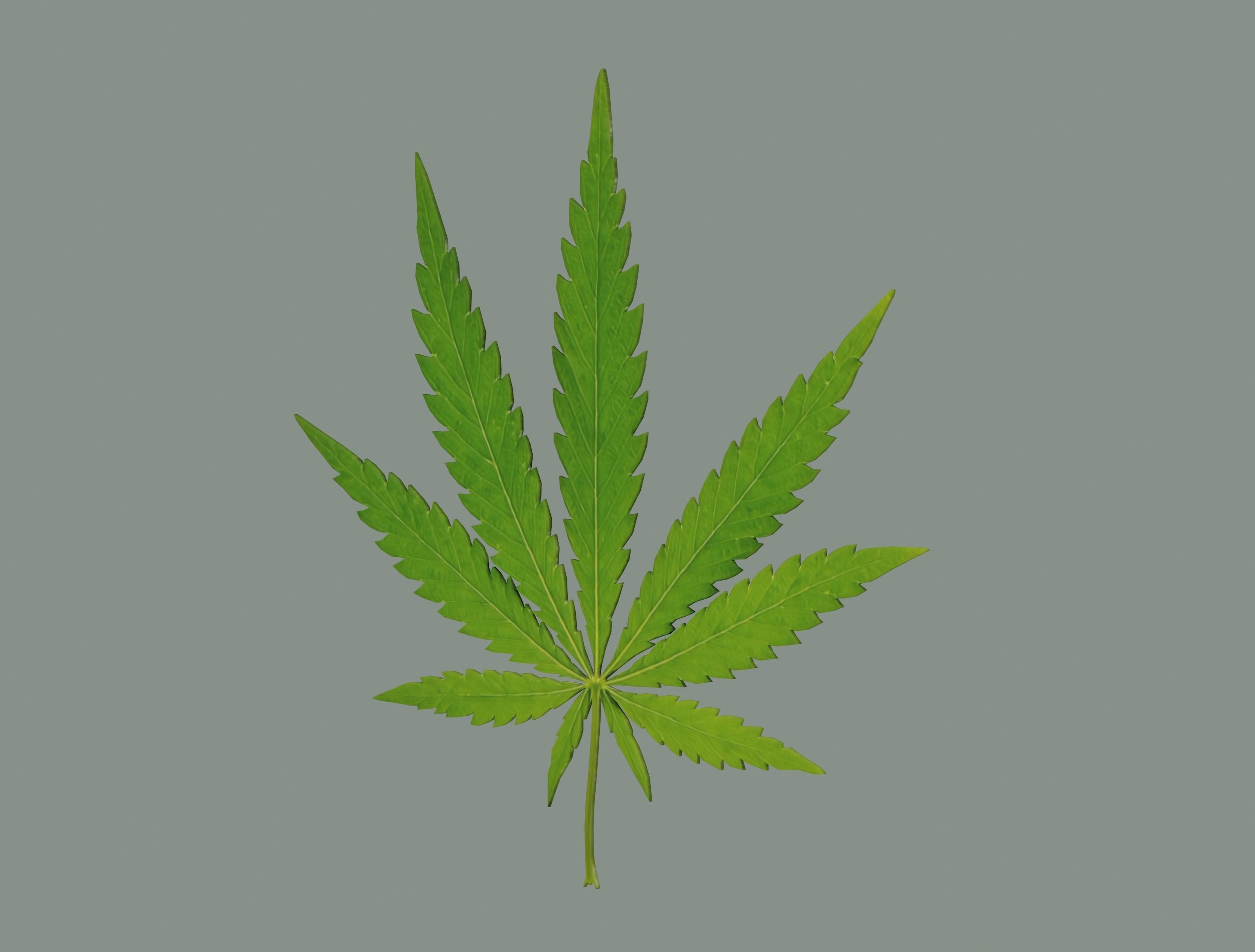 Cannabis Leaf Realistic 3D model_1