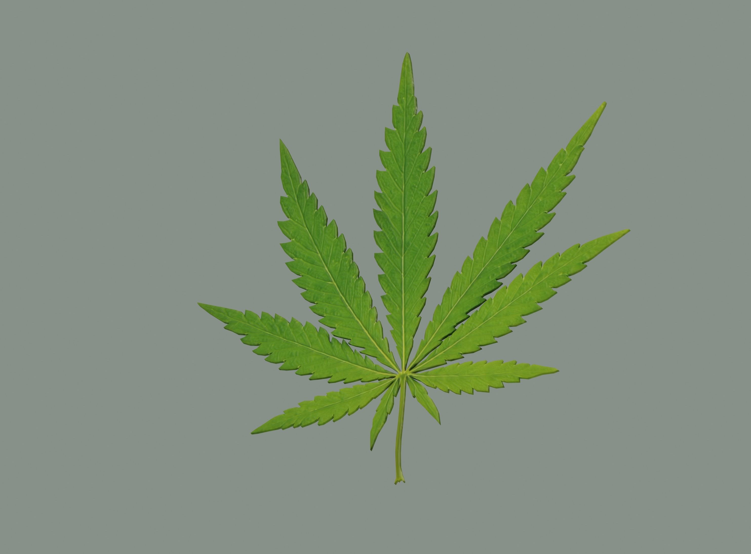 Cannabis Leaf Realistic 3D model_2
