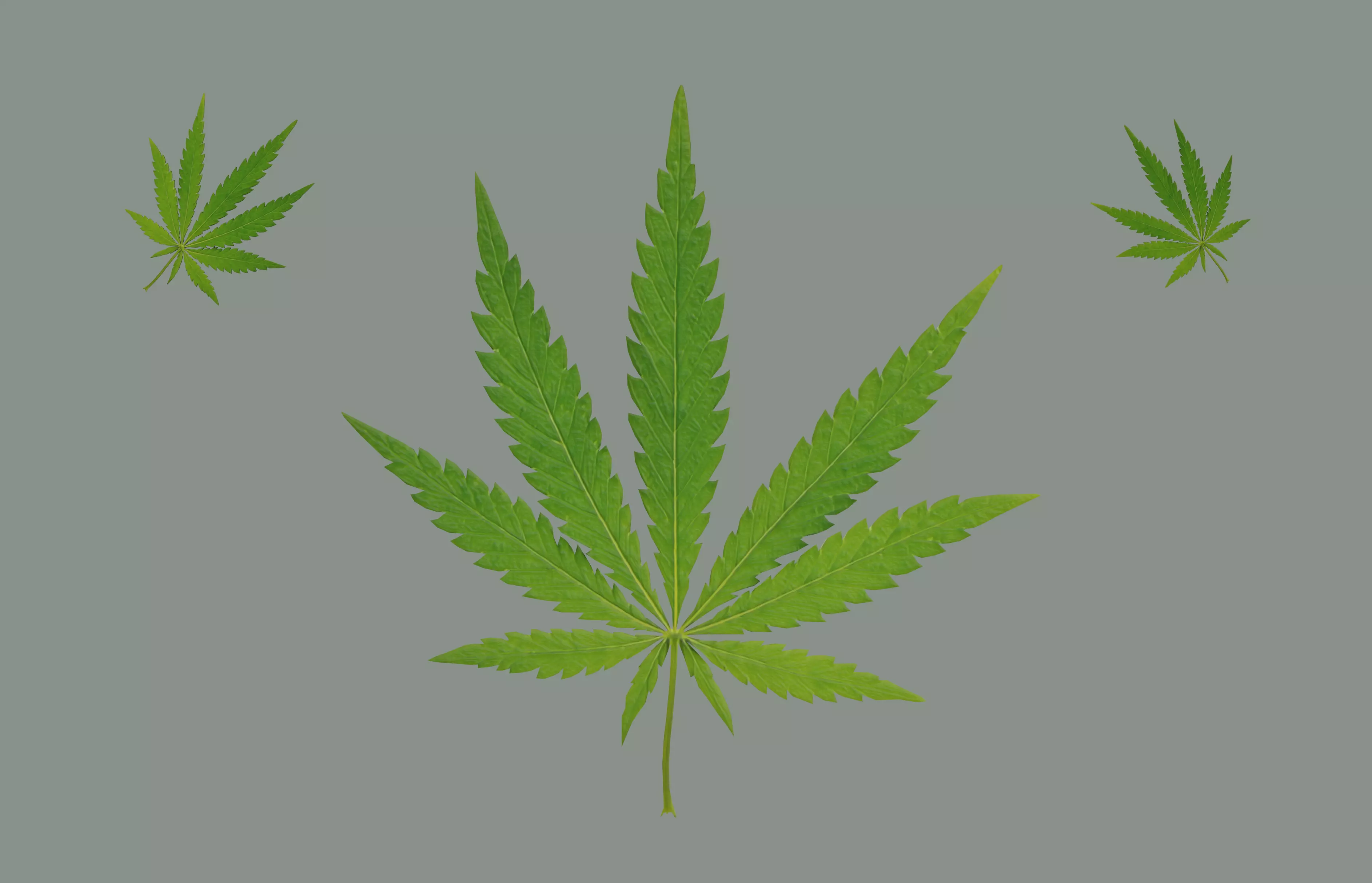 Cannabis Leaf Realistic 3D model_0
