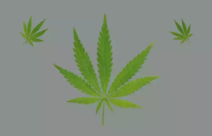 Cannabis Leaf Realistic