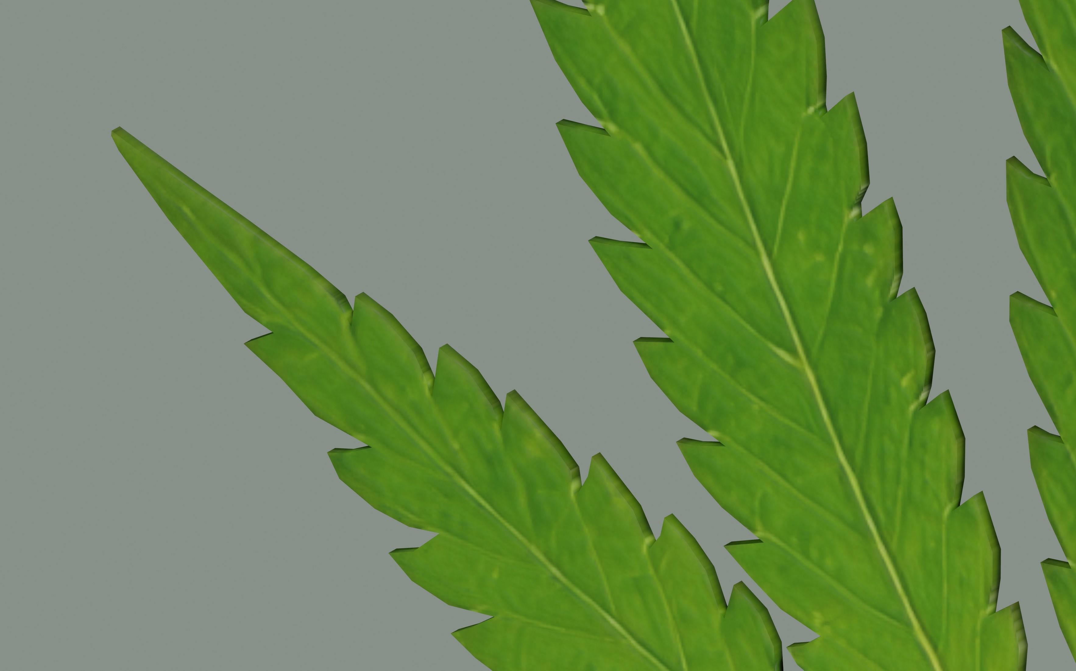 Cannabis Leaf Realistic 3D model_9