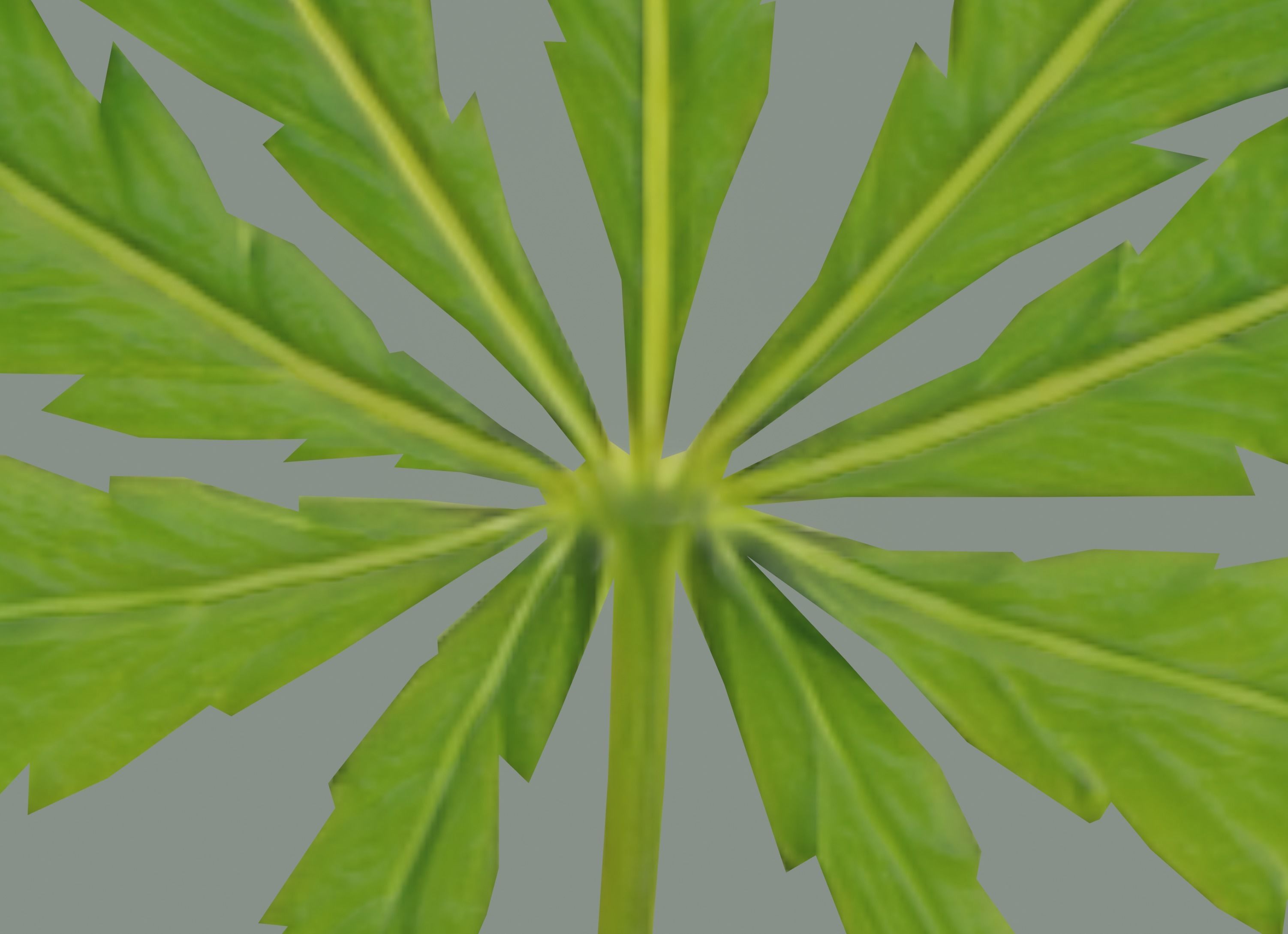 Cannabis Leaf Realistic 3D model_10