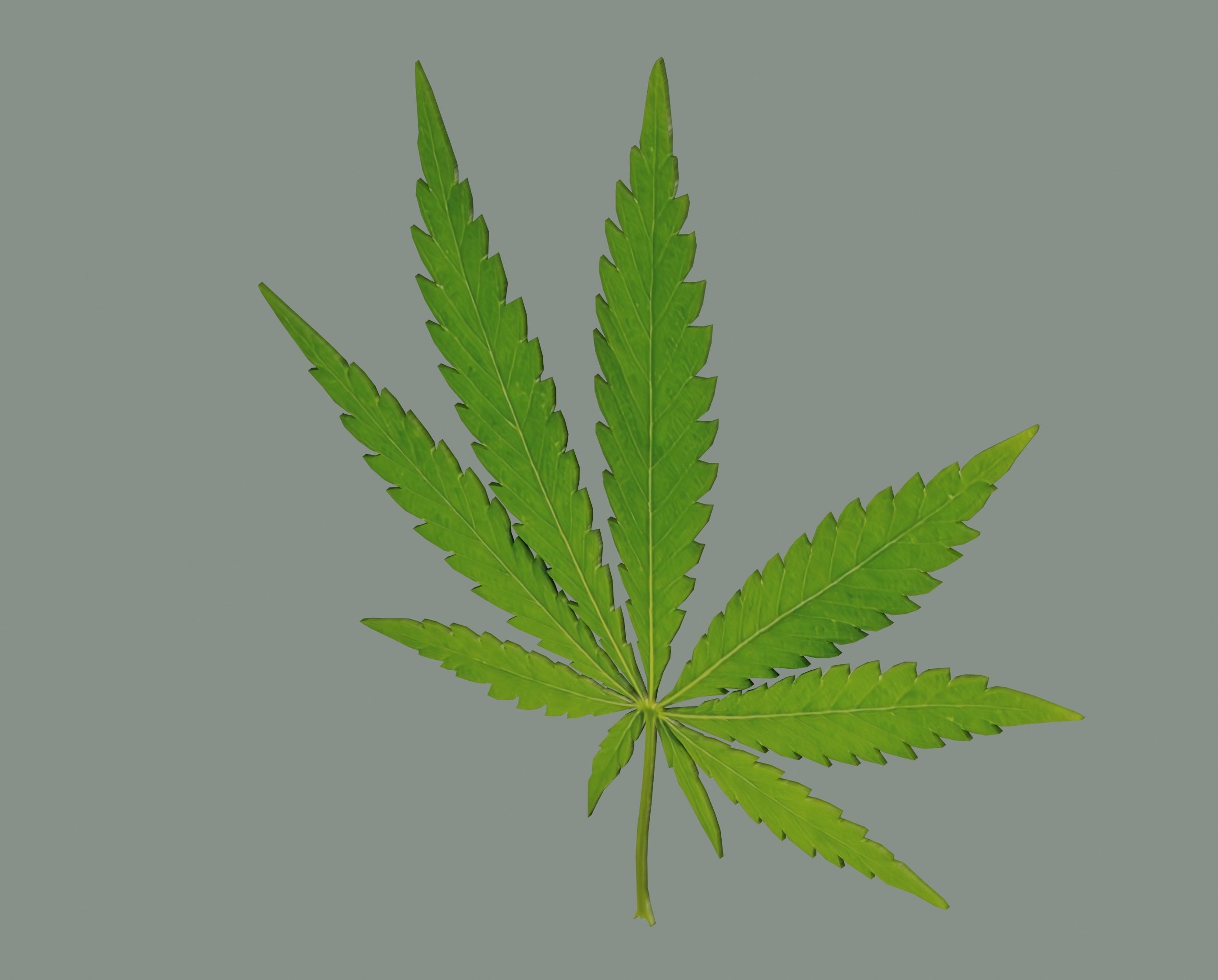 Cannabis Leaf Realistic 3D model_6
