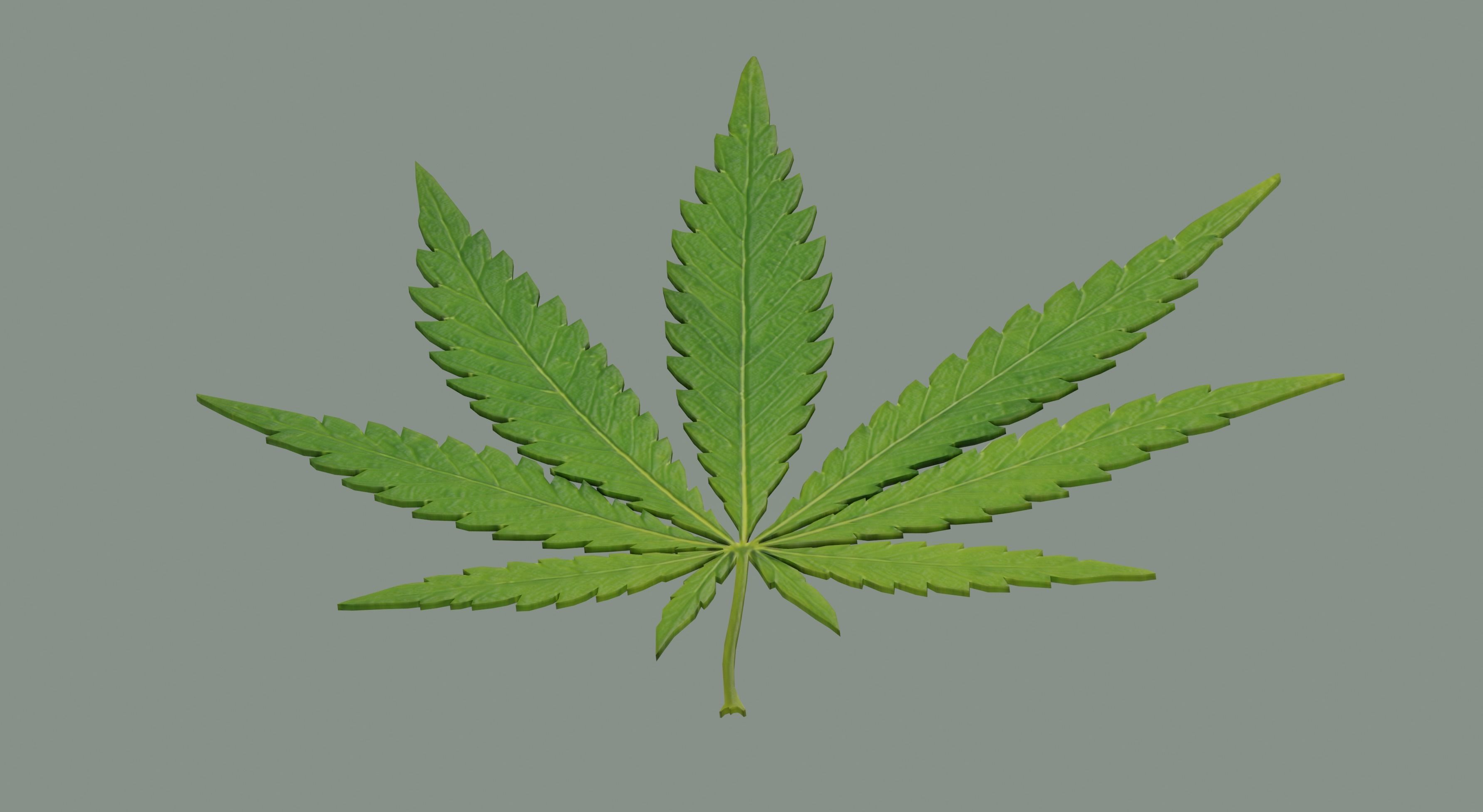 Cannabis Leaf Realistic 3D model_5