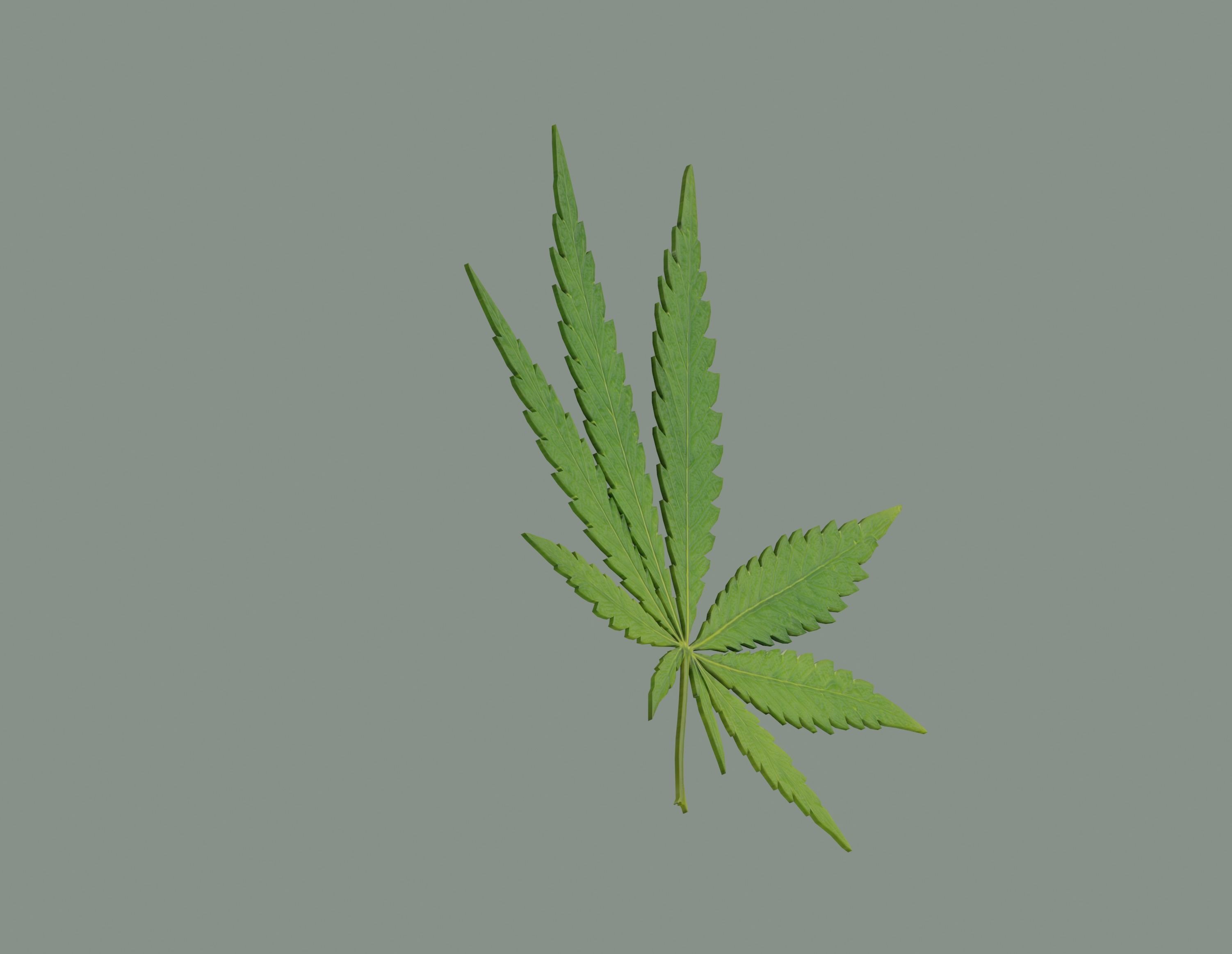 Cannabis Leaf Realistic 3D model_3