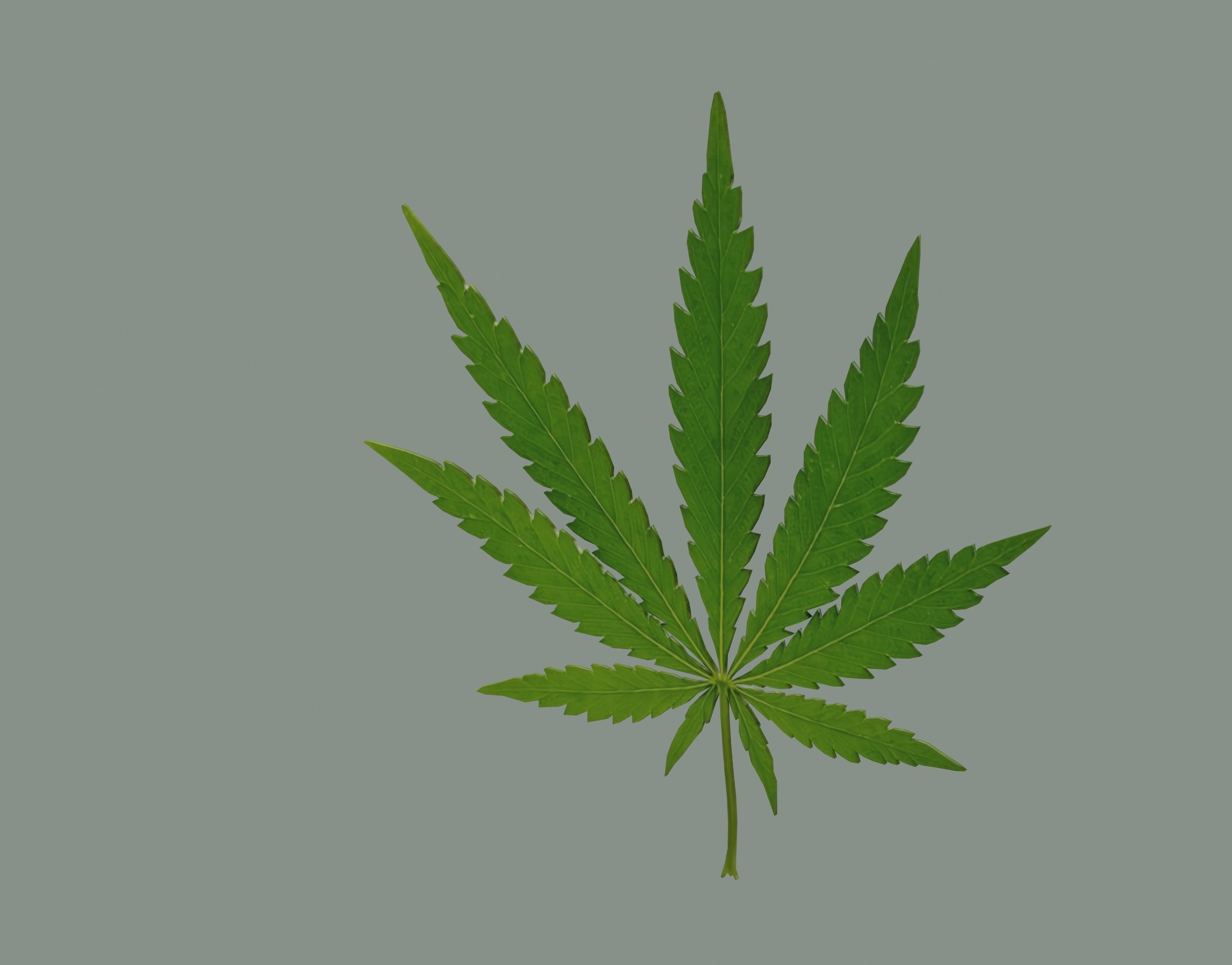 Cannabis Leaf Realistic 3D model_4