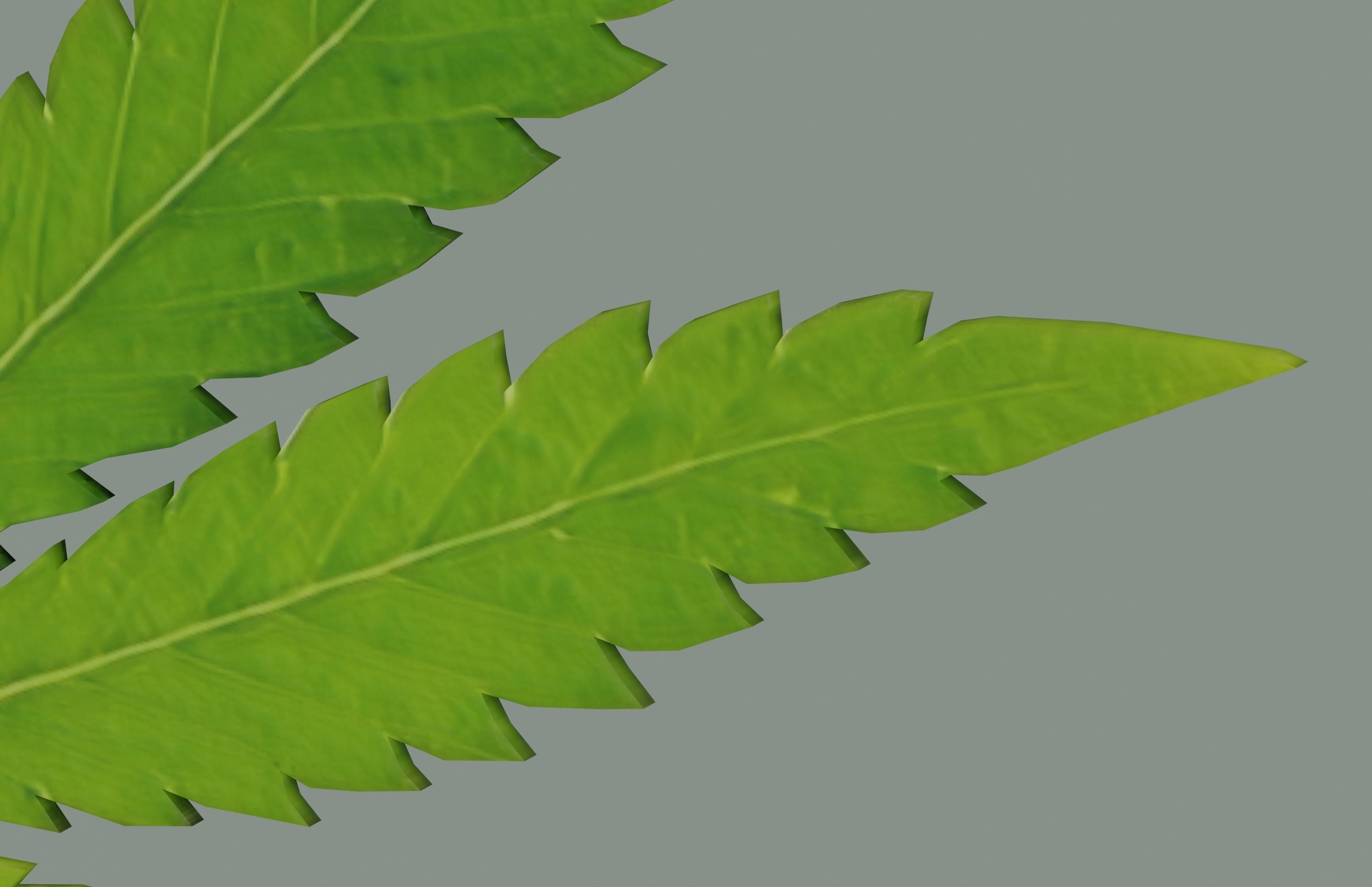 Cannabis Leaf Realistic 3D model_7