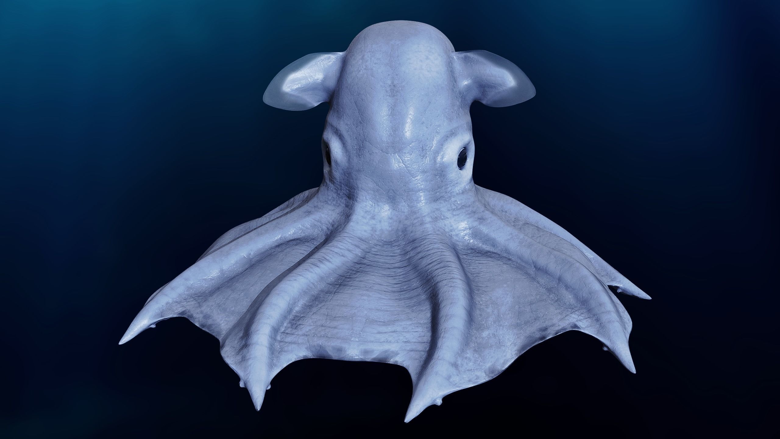 Grimpoteuthis - Dumbo Octopus - Ver 2024  Low-poly 3D model_5
