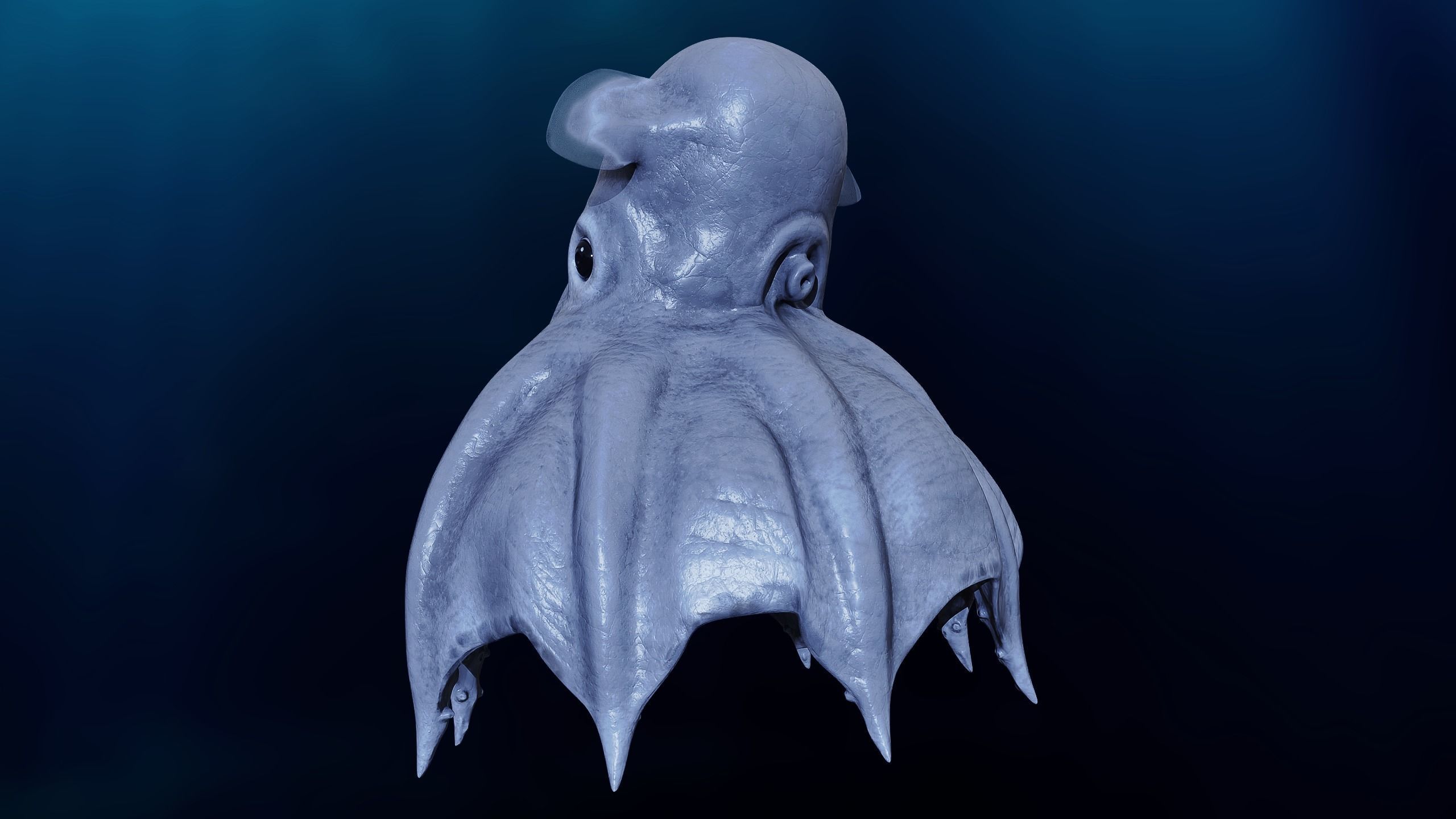 Grimpoteuthis - Dumbo Octopus - Ver 2024  Low-poly 3D model_10