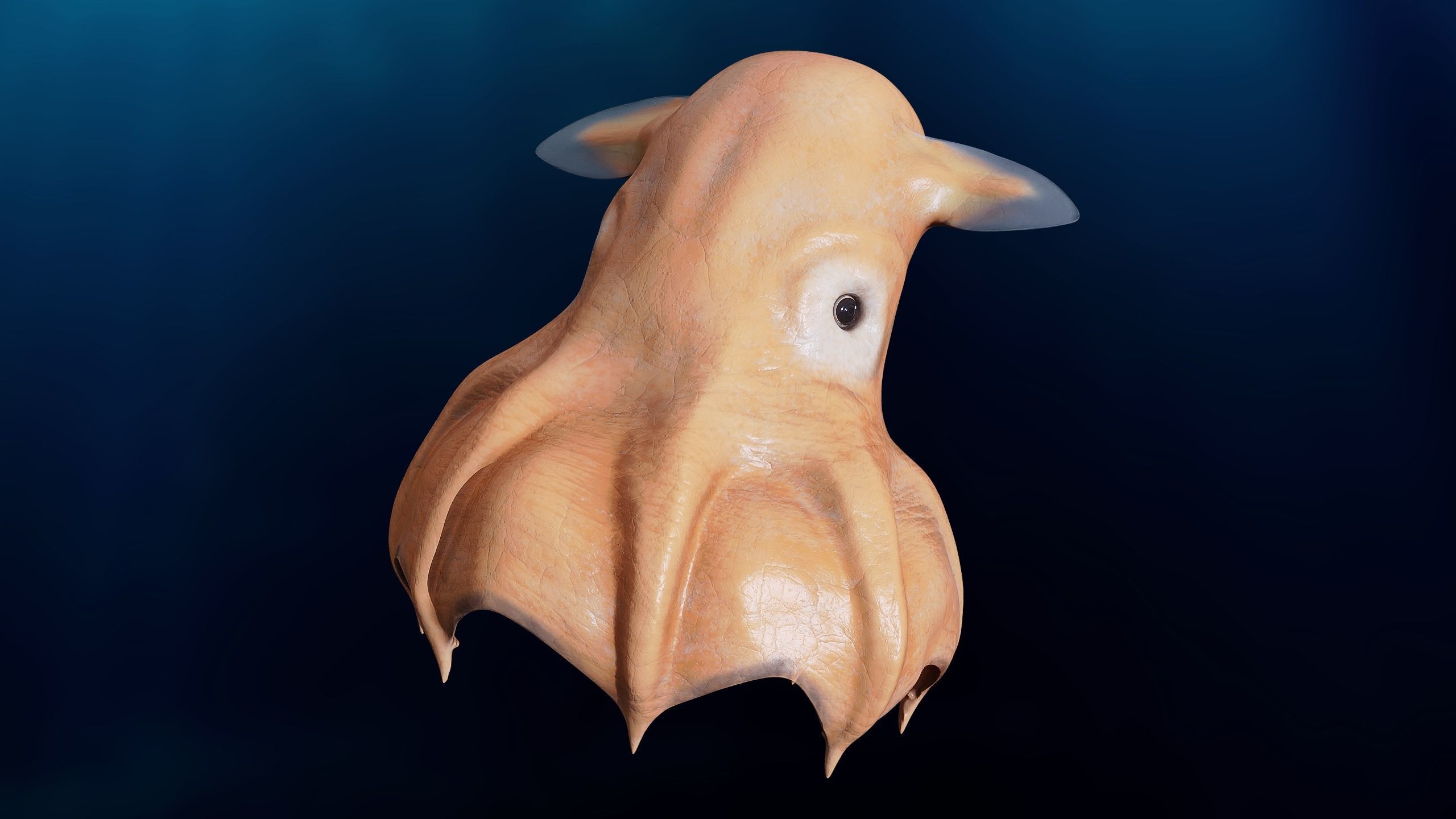 Grimpoteuthis - Dumbo Octopus - Ver 2024  Low-poly 3D model_8