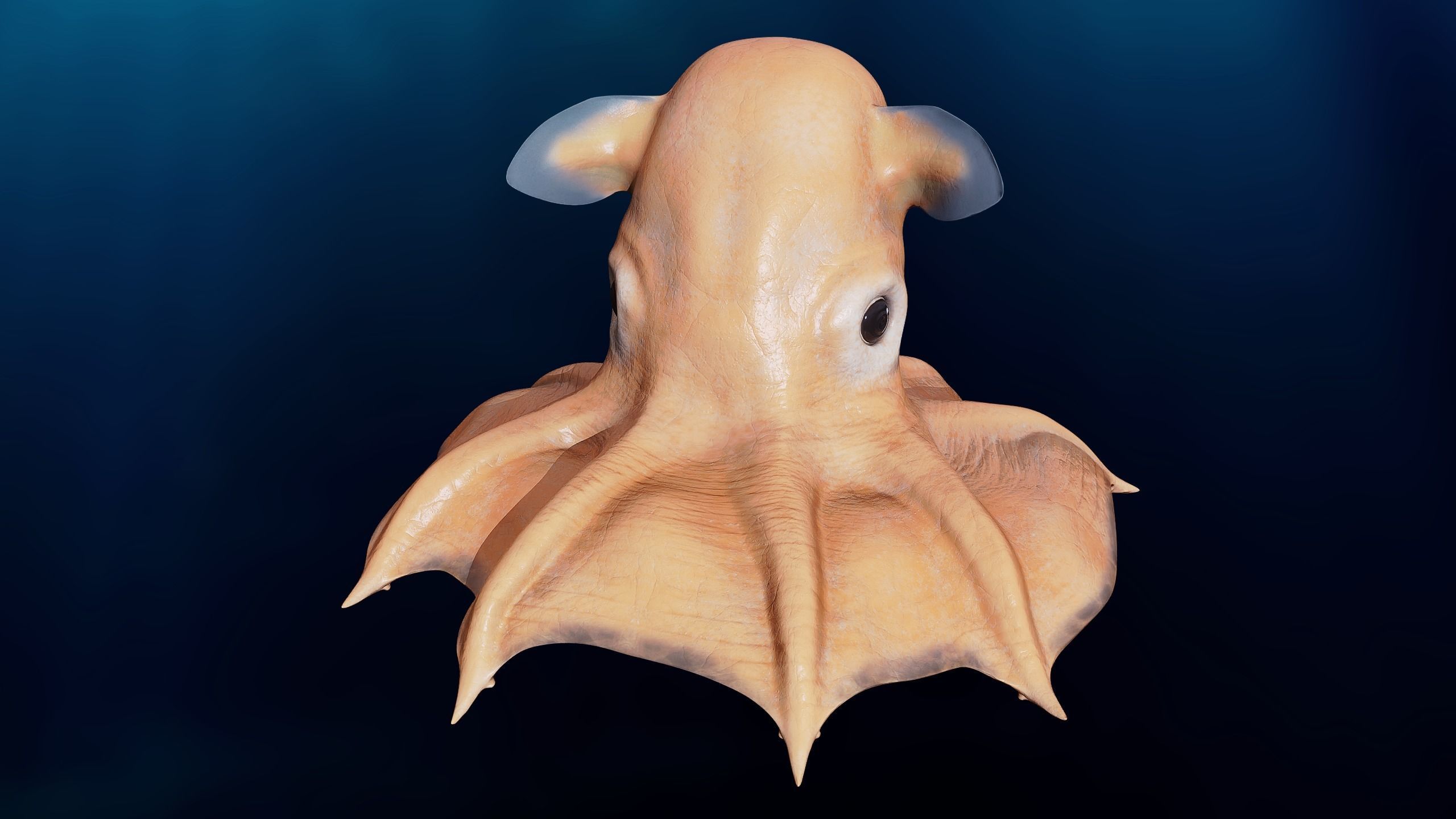 Grimpoteuthis - Dumbo Octopus - Ver 2024  Low-poly 3D model_4