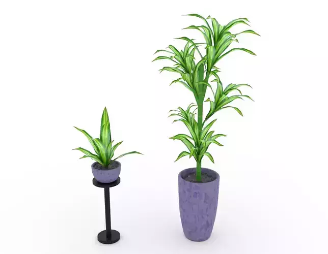 Dracaena Plant 3d model
