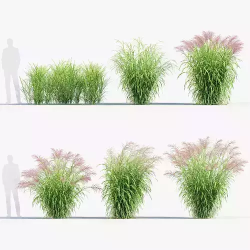 Miscanthus sinensis zebrinus Zenra grass 3D Model 02 3D model