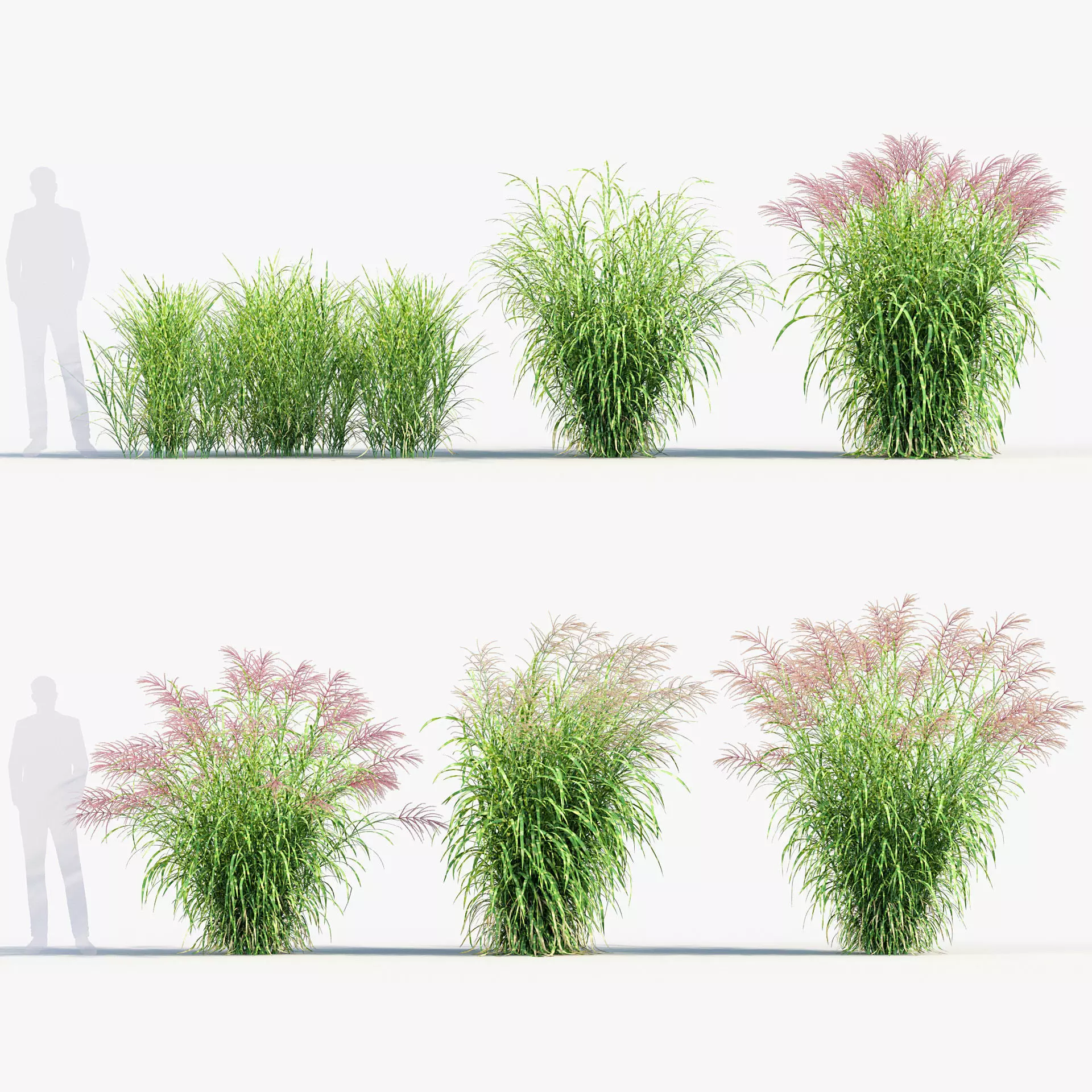 Miscanthus sinensis - zebrinus Zenra grass 02 3D model