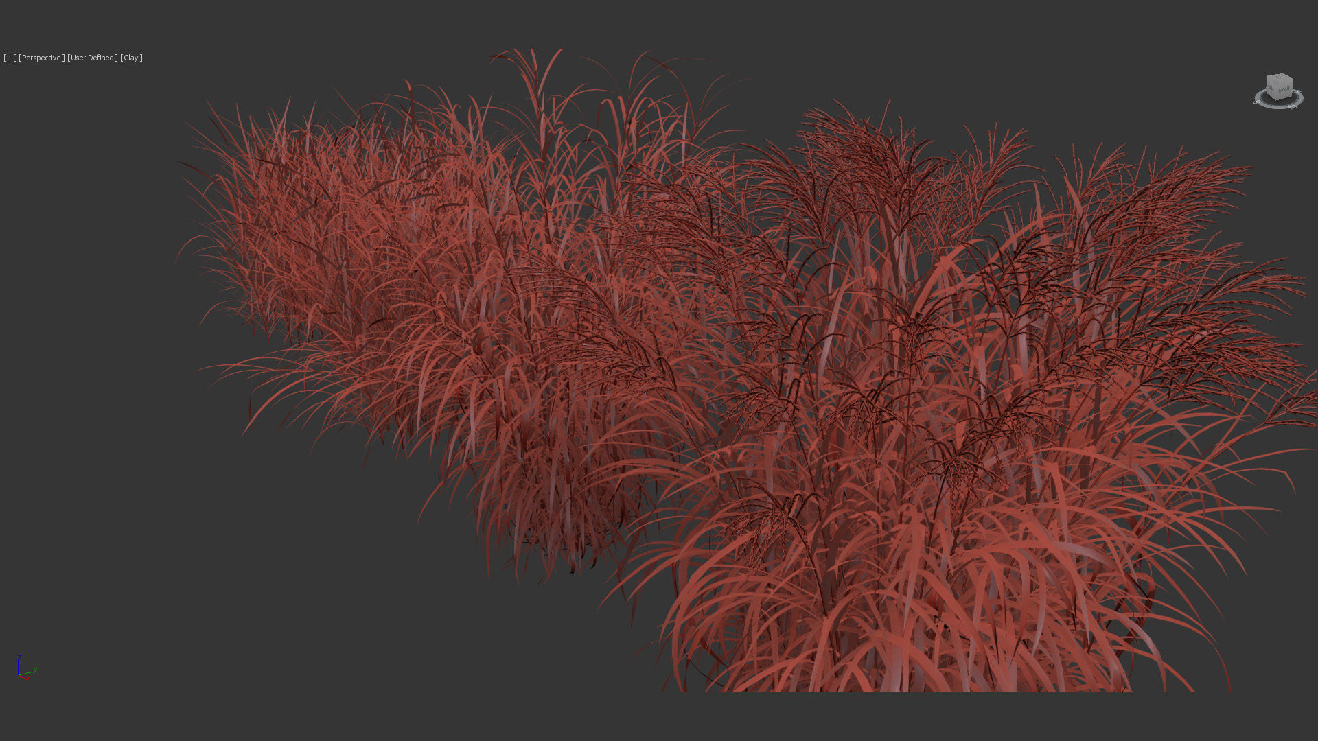 Miscanthus sinensis zebrinus Zenra grass 3D Model 02 3D model_9