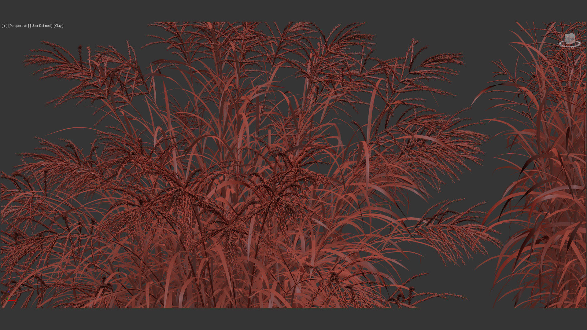 Miscanthus sinensis zebrinus Zenra grass 3D Model 02 3D model_13