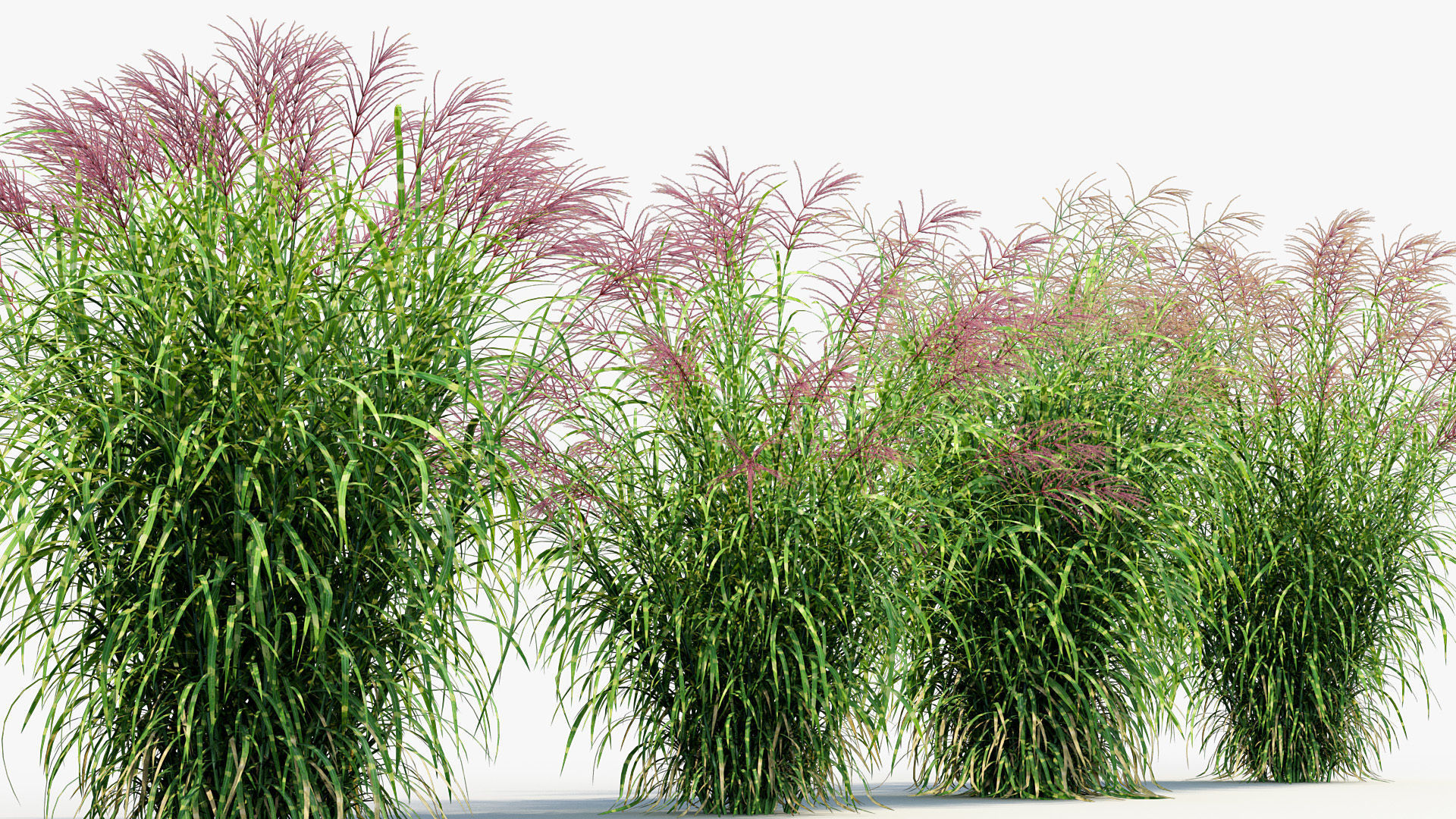 Miscanthus sinensis zebrinus Zenra grass 3D Model 02 3D model_5