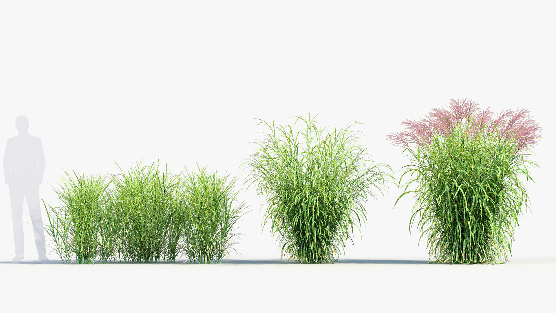 Miscanthus sinensis zebrinus Zenra grass 3D Model 02 3D model_2