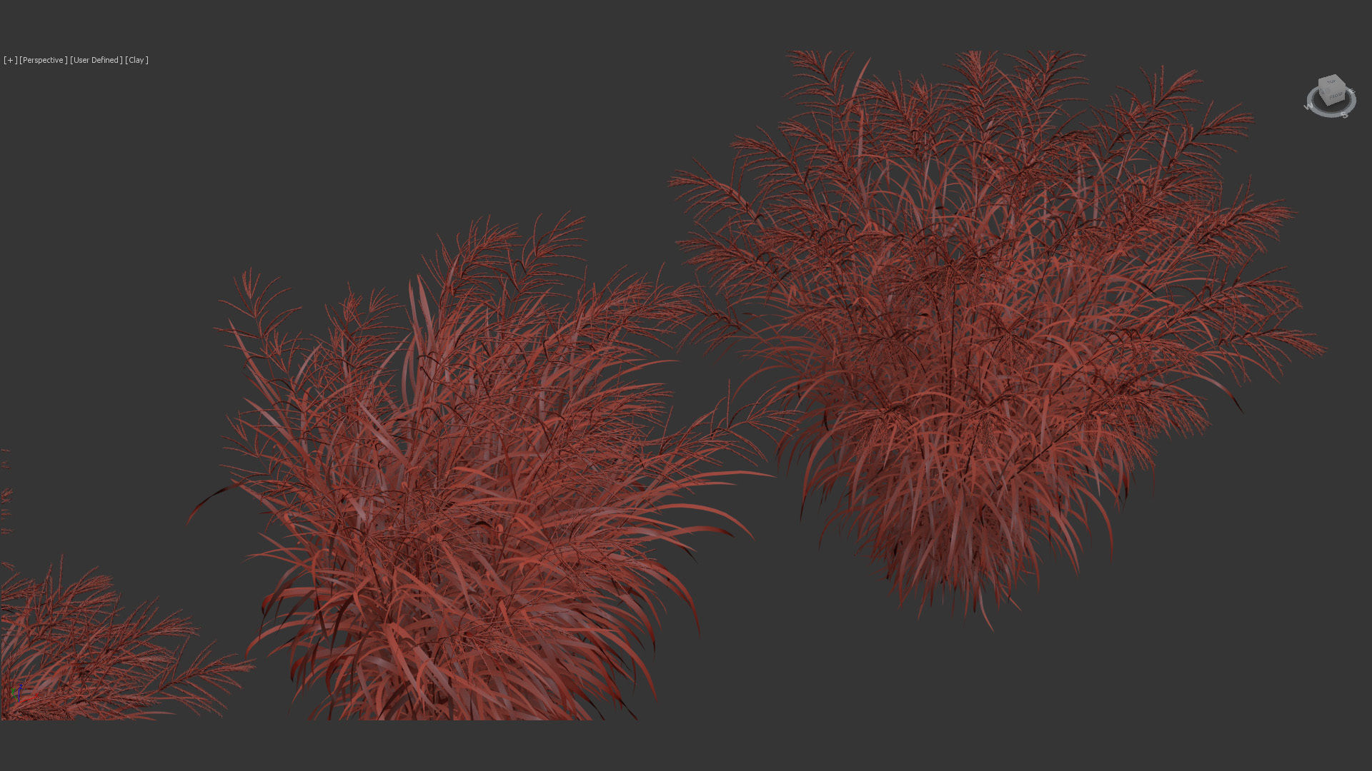 Miscanthus sinensis zebrinus Zenra grass 3D Model 02 3D model_11