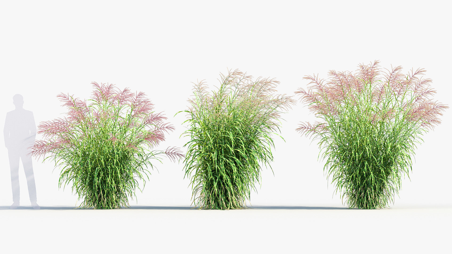 Miscanthus sinensis zebrinus Zenra grass 3D Model 02 3D model_3