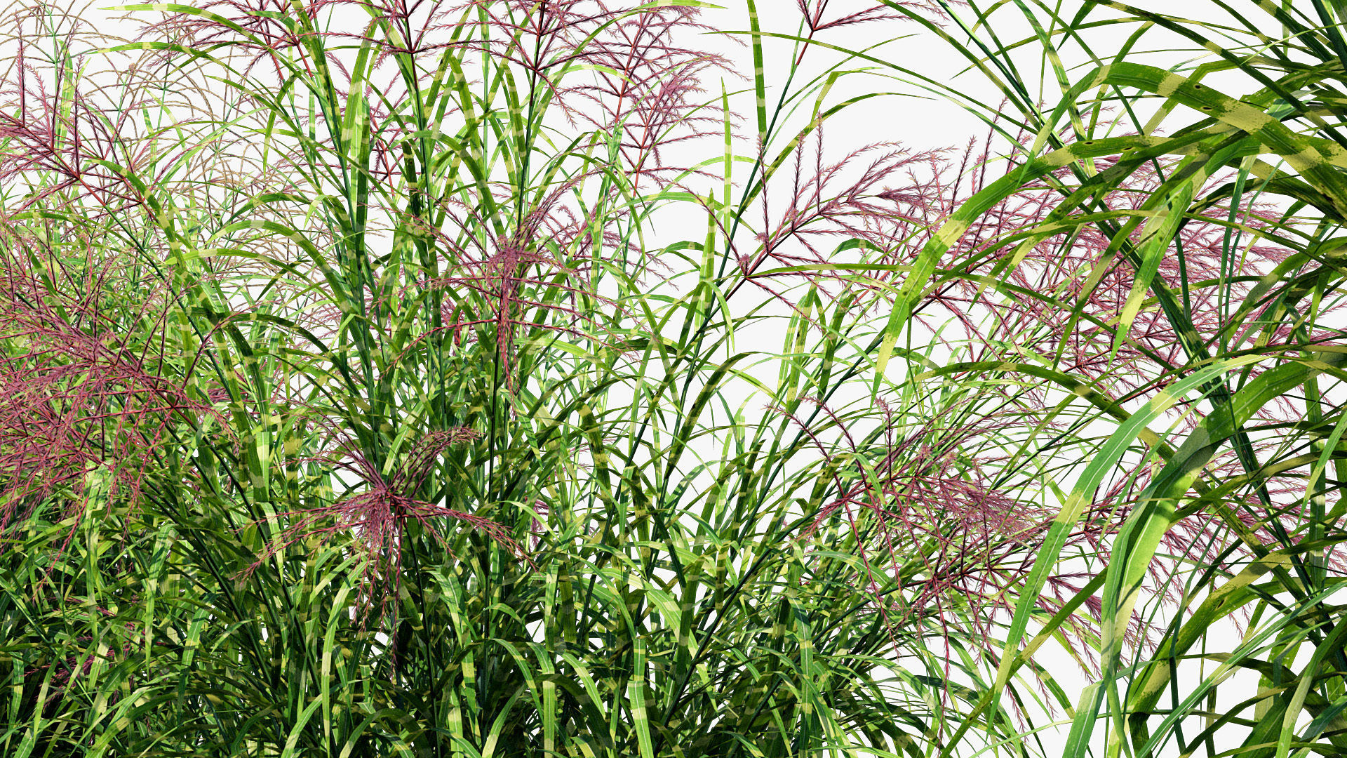 Miscanthus sinensis zebrinus Zenra grass 3D Model 02 3D model_6