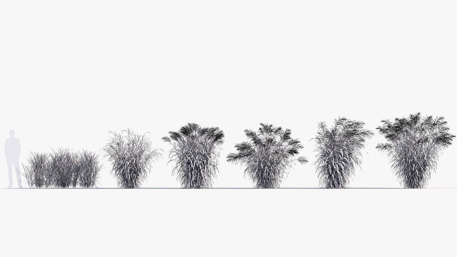 Miscanthus sinensis zebrinus Zenra grass 3D Model 02 3D model_8