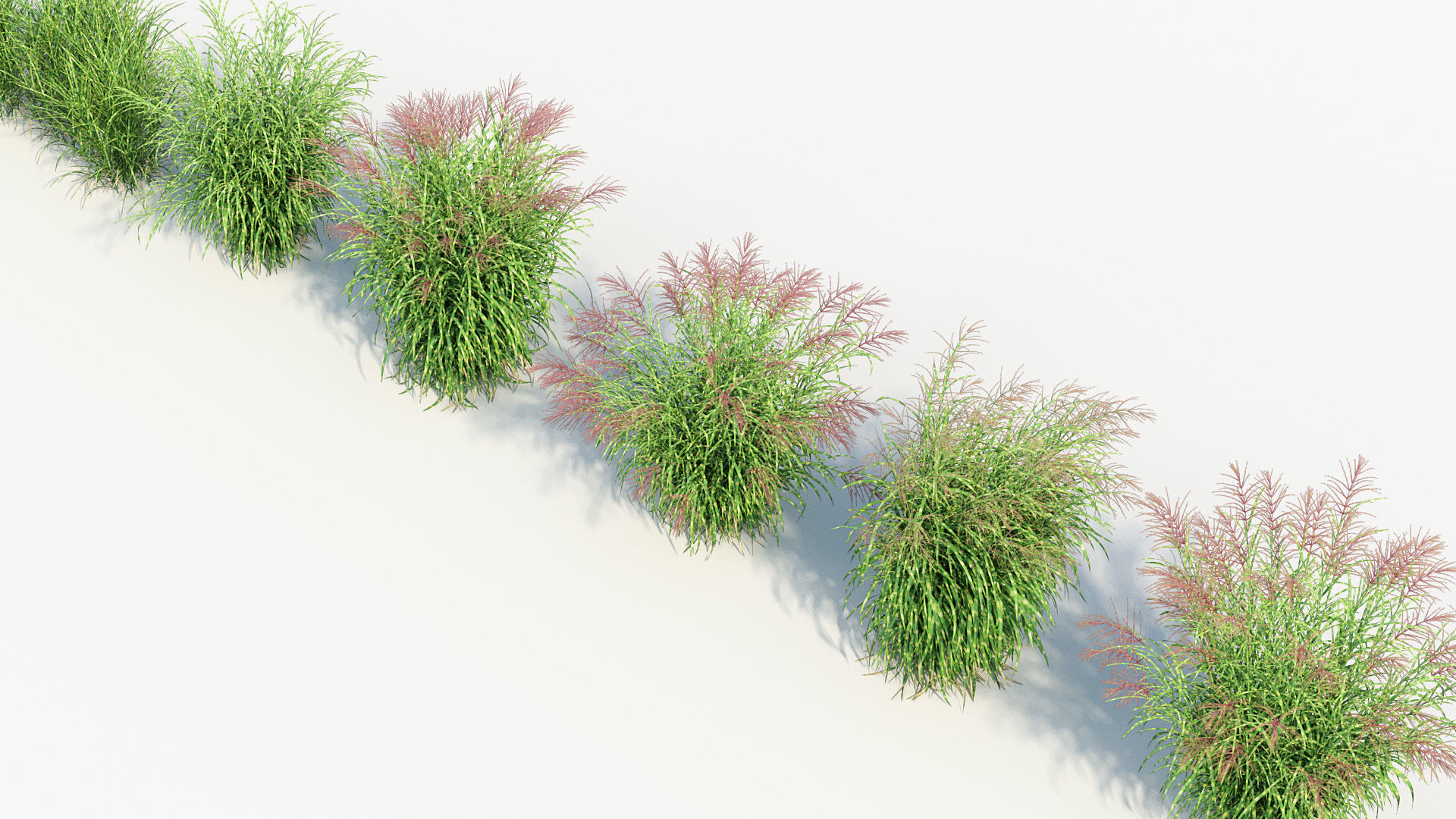 Miscanthus sinensis zebrinus Zenra grass 3D Model 02 3D model_7