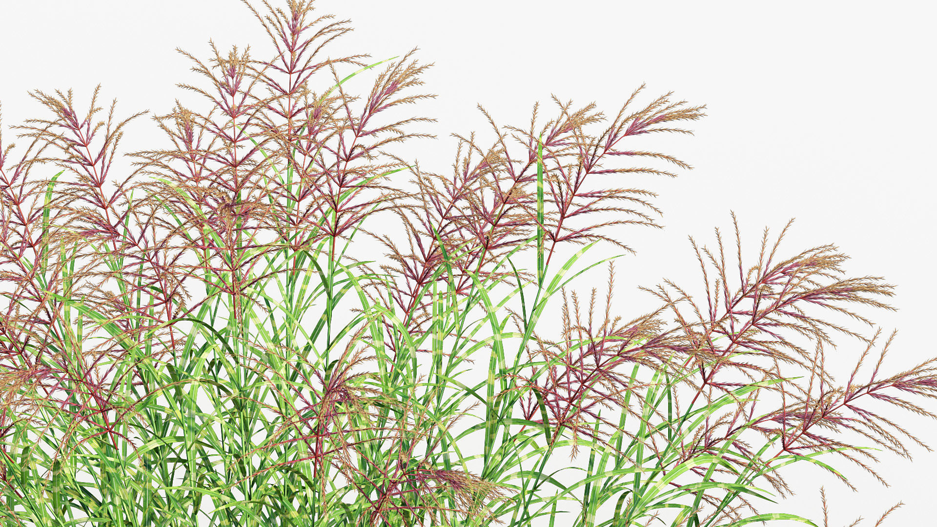 Miscanthus sinensis zebrinus Zenra grass 3D Model 02 3D model_4