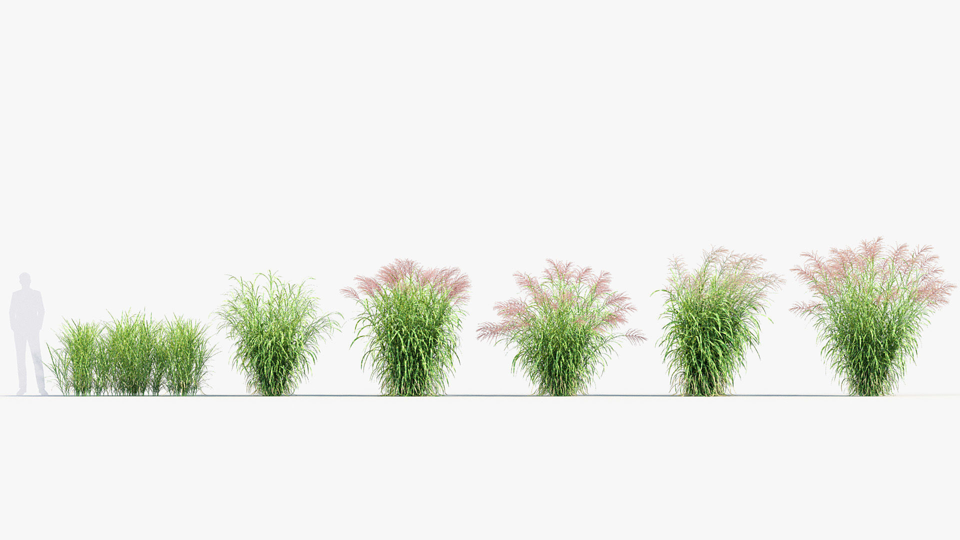 Miscanthus sinensis zebrinus Zenra grass 3D Model 02 3D model_1