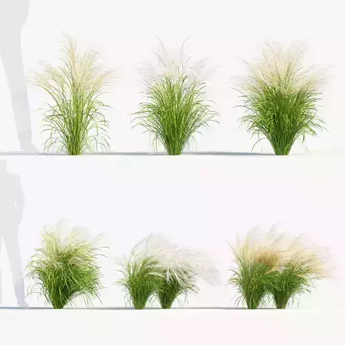 Nassella tenuissima Mexican feathergrass 3D Model 01