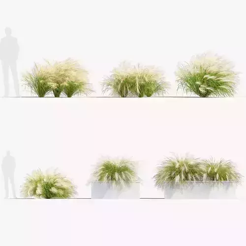 Nassella tenuissima Mexican feathergrass 3D Model 02