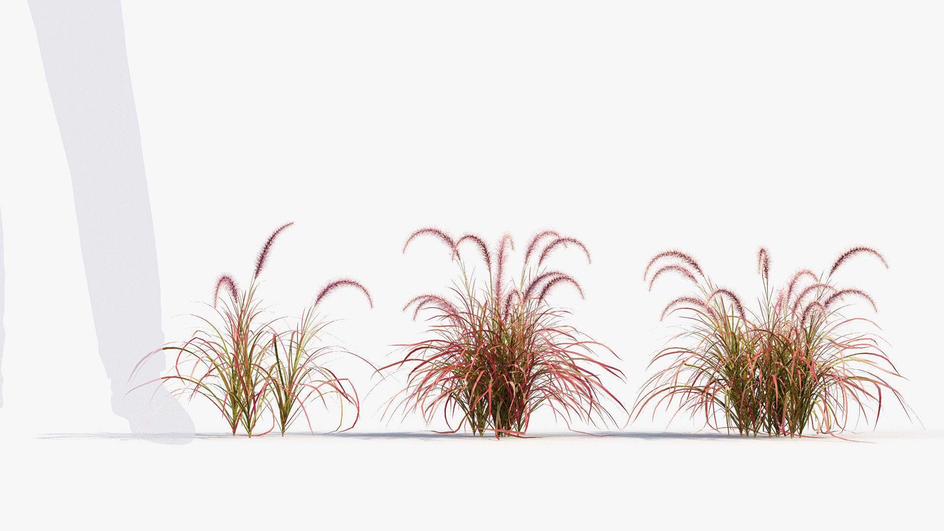 Pennisetum setaceum Fountain grass 3D Model 01 3D model_2