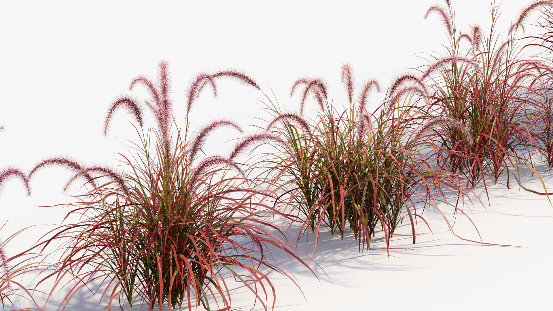 Pennisetum setaceum Fountain grass 3D Model 01 3D model_4