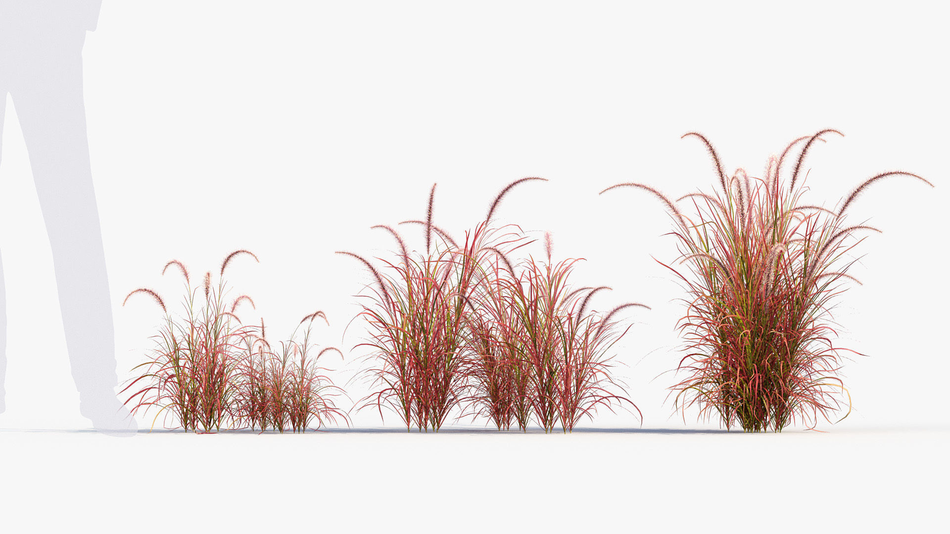 Pennisetum setaceum Fountain grass 3D Model 01 3D model_3