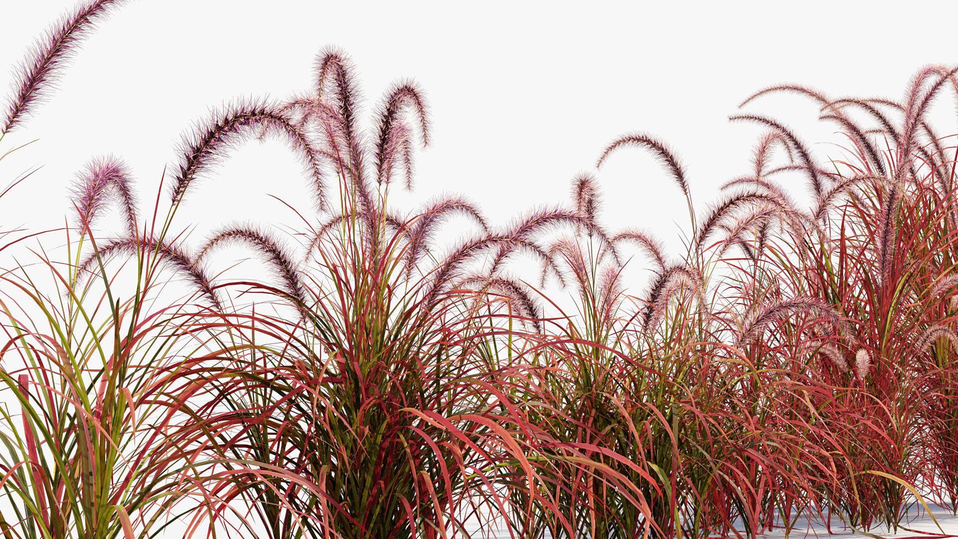 Pennisetum setaceum Fountain grass 3D Model 01 3D model_6